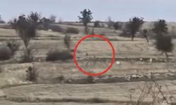Karacaların hızını gören vatandaşlar hayrete düştü