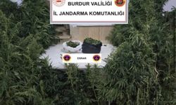 Kenevirleri sularken suçüstü yakalandı