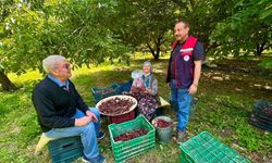 Kiraz bahçelerinde hasat öncesi pestisit denetimi