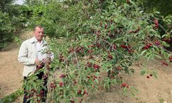 Kütahyalı vişne üreticileri taban fiyat ve fiyat istikrarı istiyor