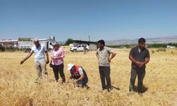 Malatya'da 500 ton nohut rekoltesi bekleniyor