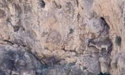 Malatya'da yaban keçileri sürü halinde görüntülendi