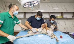 Mersin Büyükşehir Belediyesi yaralı sokak hayvanlarına umut oluyor