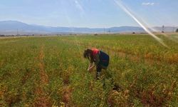 Nohut üretim alanlarında kontroller sürüyor
