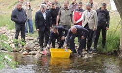 Ordu'da 35 bin doğal alabalık dereye bırakıldı