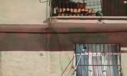 Pencere korkuluğundaki yılan ekiplerce yakalandı