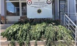 Samsun'da uyuşturucu operasyonu: Hasat edilmeye hazır 782 kök kenevir ele geçirildi