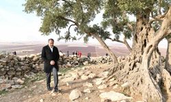 Şanlıurfa'da 1314 yıllık zeytin ağacının çevre düzenlemesi yapılıyor