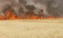 Şanlıurfa'da 45 dönüm buğday ekili alan yandı