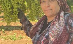 Sarıgöl'ün üzüm salkımları göz kamaştırıyor
