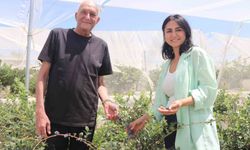 Şehir hayatından yorulan çift, topraksız tarım üreticisi oldu