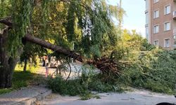 Şiddetli rüzgar parktaki ağacı devirdi