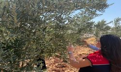 Şırnak'ta zeytin bahçelerinde hasar tespit çalışmaları başlatıldı