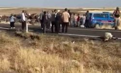 Siverek'te işçi minibüsü koyun sürüsüne daldı: 25 koyun telef oldu