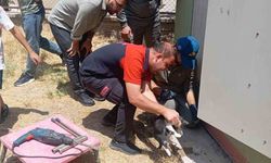 Trafo deliğine başı sıkışan kedi itfaiye ekiplerince kurtarıldı