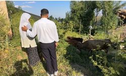 Uçurumdan düşen ineği için gözyaşı döken Ayni teyzeye yardım eli uzatıldı