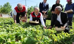 Vali Hatipoğlu, çilek hasadı yaptı