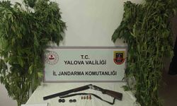 Yalova'da serada uyuşturucu operasyonu: 2 gözaltı