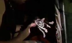 Yangında mahsur kalan kedi itfaiye ekiplerince kurtarıldı