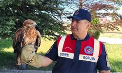 Yozgat'ta yaralı bulunan şahin koruma altına alındı