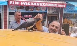 Adilcevaz'da kasap ile karga arasındaki sıra dışı dostluk gülümsetti