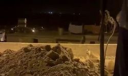 Adıyaman'da çizgili sırtlan evlerin bahçesinde görüntülendi