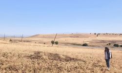 Ağın'da tüylü nohut hasadı devam ediyor