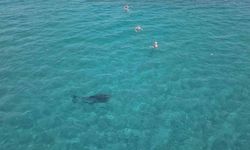 Alanya'da kıyıya yaklaşan yunus turistlerle yüzdü