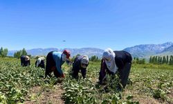 Alın teri 40 derecede toprağa karışıyor