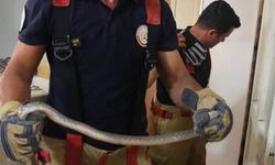 Antakya'da evlere giren yılanlar yakalandı
