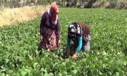 Aracı yok, doğallık var: Çiftçi hem üretiyor hem satıyor