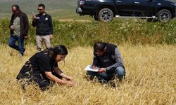 Aşırı yağış ve dolu nedeniyle zarar gören arazilerde hasar tespiti yapıldı