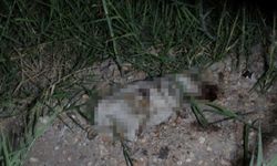 ATV aracın çarptığı yavru köpeğin taşla öldürüldüğü iddiası ortalığı karıştırdı