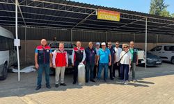 Aydın'da 535 bin sazan suyla buluştu