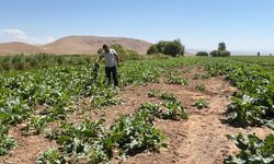 Ayılar ve domuz sürüleri çiftçinin emeğini talan etti