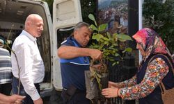 Babadağ Belediyesinden çiftçilere ceviz fidanı desteği