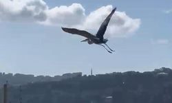 Balıkçıl kuşu vatandaşların ilgi odağı oldu