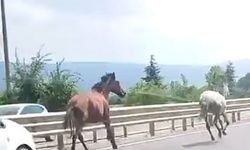 Başıboş atlar trafikte araçlarla yarıştı