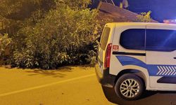 Beyşehir'de yola ağaç devrildi