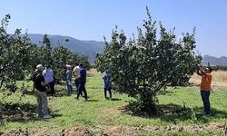 Bilecik'te bitki hastalıkları ve zararlılara karşı saha kontrolü
