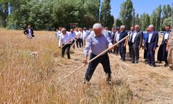 Binali Yıldırım Harman Şenliği'nde tırpan salladı