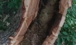 Bingöl'de ağaç kovuğundan kilo kilo bal çıktı