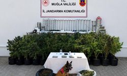 Bodrum'da evden 56 kök kenevir ve 10 kilo skunk ele geçirildi