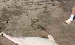 Boğaz'da yunus ölümleri devam ediyor, vatandaşlar tedirgin