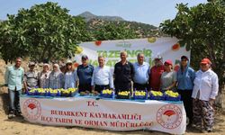 Buharkent'te taze incir hasadı başladı
