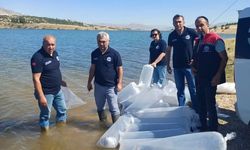 Burdur'da göl ve göletler yavru sazanlarla buluştu