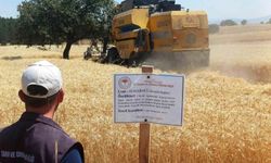 Çavdarhisar'da yerli ve milli arpa ile buğday çeşitlerinin hasadı yapıldı
