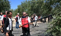 Dikili'de sezonun ilk zeytin hasadı başladı