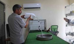 Diyarbakır'ın kavurucu sıcağında binlerce liralık güvercinlere 'klimalı' ve 'havuzlu' konfor