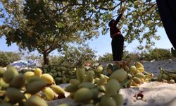 Diyarbakır'ın kavurucu sıcağında fıstık hasadı